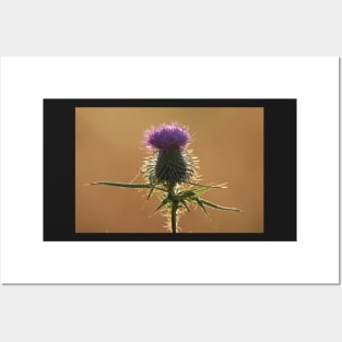 Thistle Posters and Art